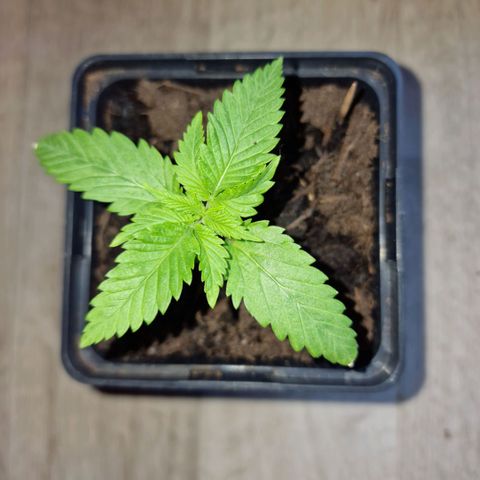 RQS Critical #1 growlog timeline photo