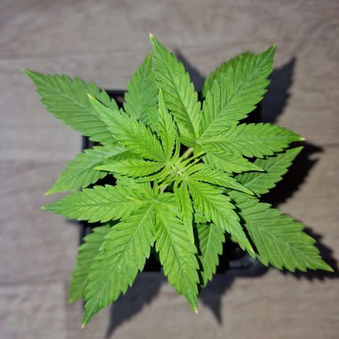 Royal Runtz #1 growlog timeline photo