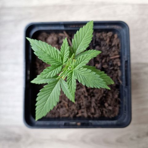 Royal Runtz #3 growlog timeline photo