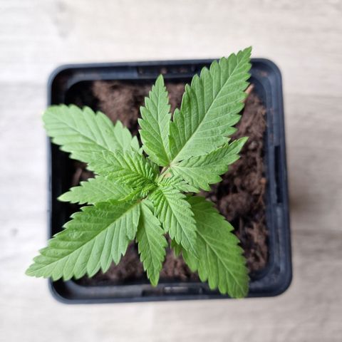 RQS Critical #1 growlog timeline photo