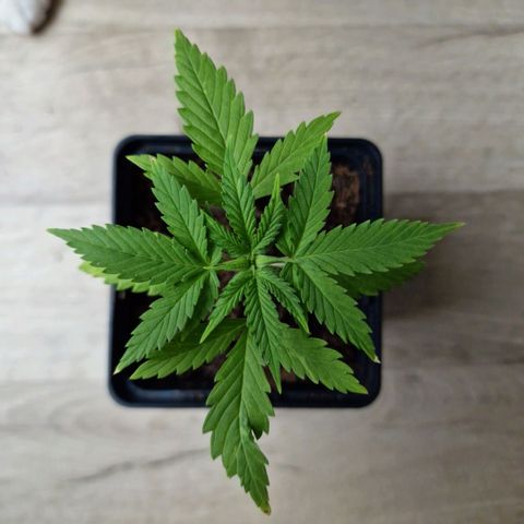 Royal Runtz #2  growlog timeline photo