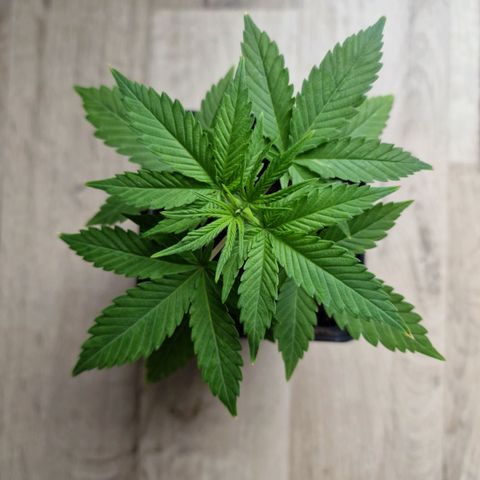 Royal Runtz #1 growlog timeline photo