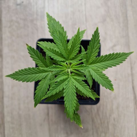 Royal Runtz #2  growlog timeline photo
