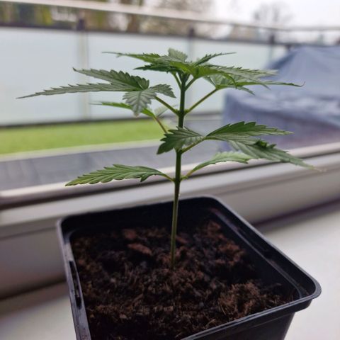 Royal Runtz #2  growlog timeline photo