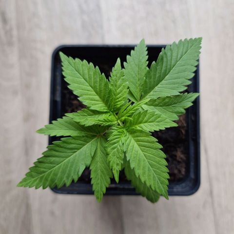 RQS Critical #1 growlog timeline photo
