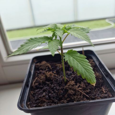 RQS Critical #1 growlog timeline photo
