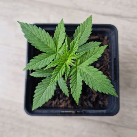 Royal Runtz #3 growlog timeline photo