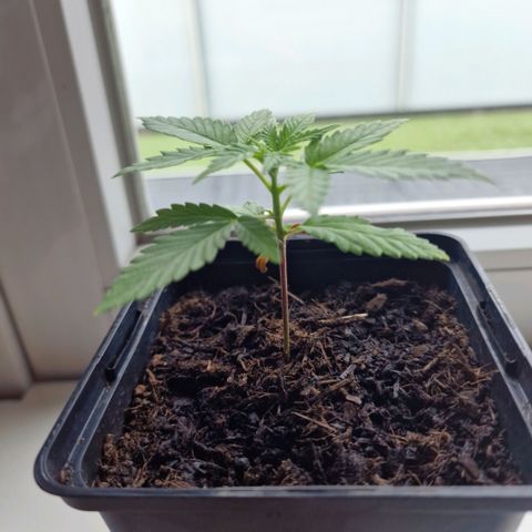 Royal Runtz #3 growlog timeline photo