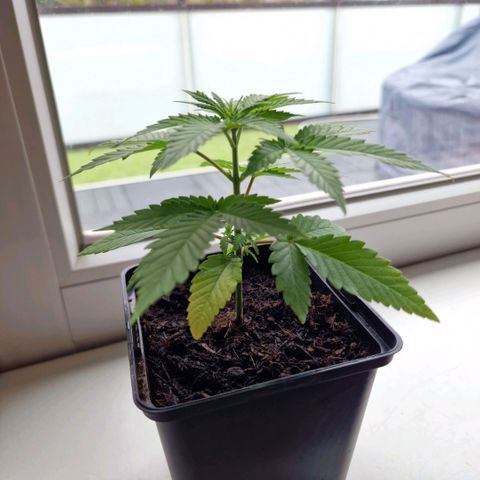 Royal Runtz #1 growlog timeline photo