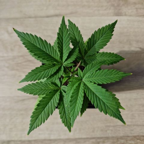 Royal Runtz #1 growlog timeline photo