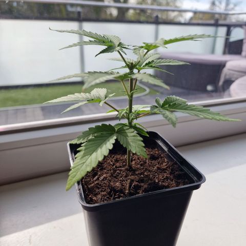Royal Runtz #1 growlog timeline photo