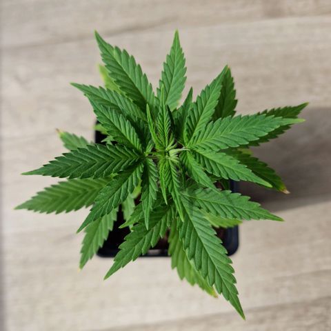 Royal Runtz #2  growlog timeline photo