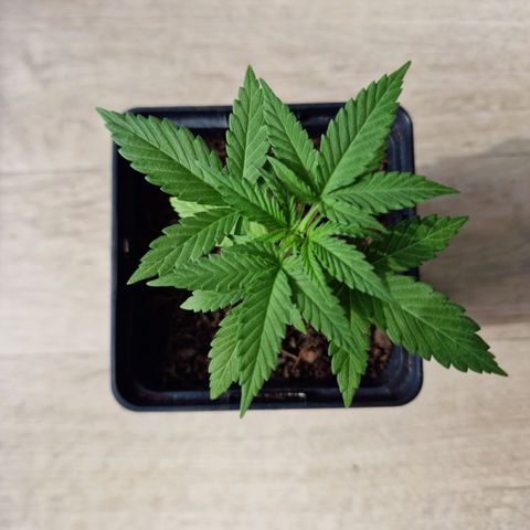Royal Runtz #3 growlog timeline photo