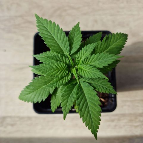 RQS Critical #1 growlog timeline photo