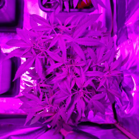 Royal Runtz #1 growlog timeline photo