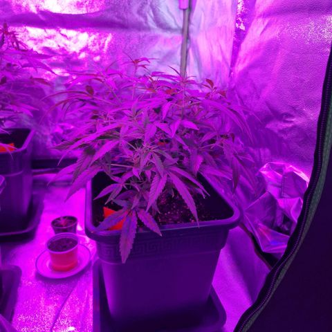 Royal Runtz #1 growlog timeline photo