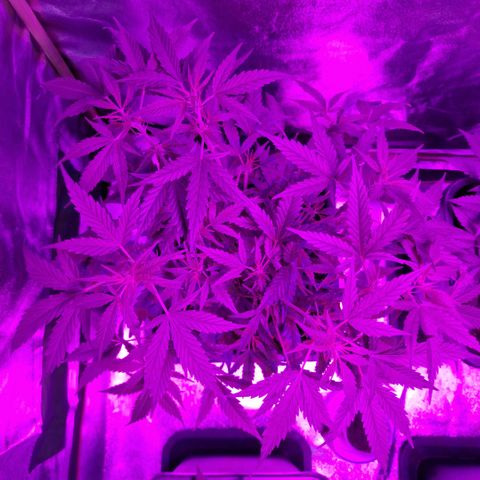 Royal Runtz #2  growlog timeline photo