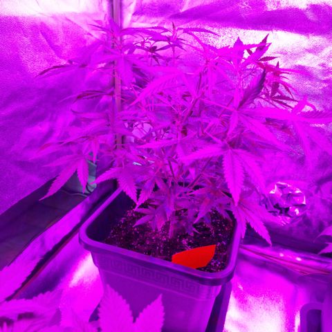 Royal Runtz #2  growlog timeline photo