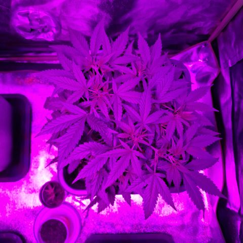Royal Runtz #3 growlog timeline photo