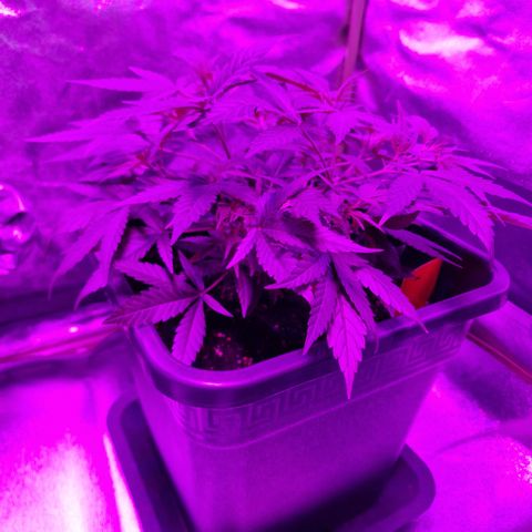 Royal Runtz #3 growlog timeline photo
