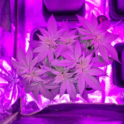 RQS Critical #1 growlog timeline photo