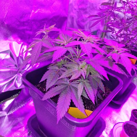 RQS Critical #1 growlog timeline photo
