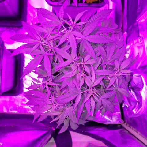 Royal Runtz #1 growlog timeline photo