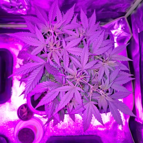 Royal Runtz #3 growlog timeline photo