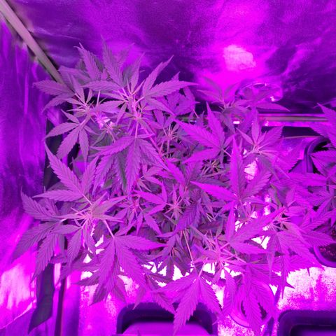 Royal Runtz #2  growlog timeline photo