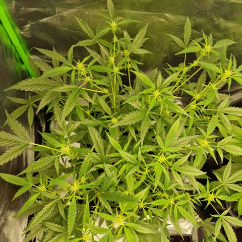 Royal Runtz #1 growlog timeline photo