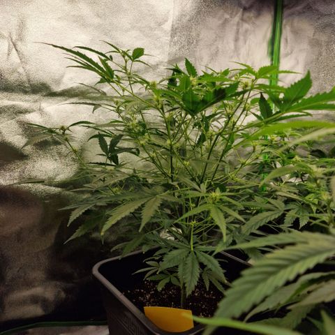 Royal Runtz #1 growlog timeline photo