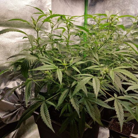 Royal Runtz #2  growlog timeline photo