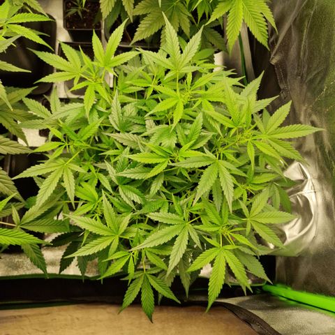 Royal Runtz #3 growlog timeline photo