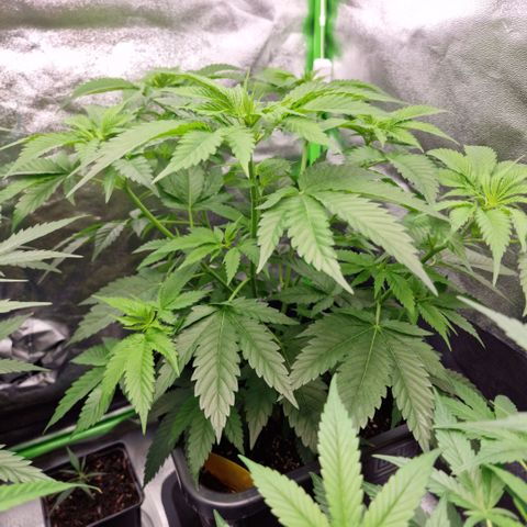 RQS Critical #1 growlog timeline photo