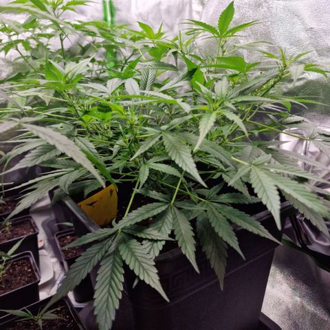 Royal Runtz #3 growlog timeline photo