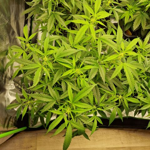 Royal Runtz #2  growlog timeline photo