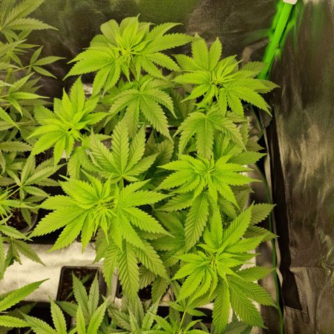 RQS Critical #1 growlog timeline photo