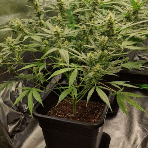 Royal Runtz #3 growlog timeline photo