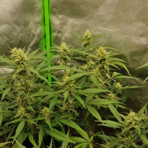 Royal Runtz #2  growlog timeline photo