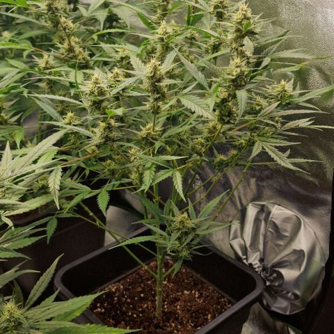 Royal Runtz #1 growlog timeline photo