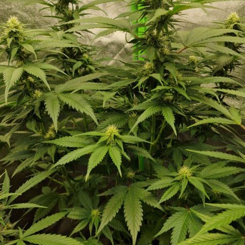 RQS Critical #1 growlog timeline photo