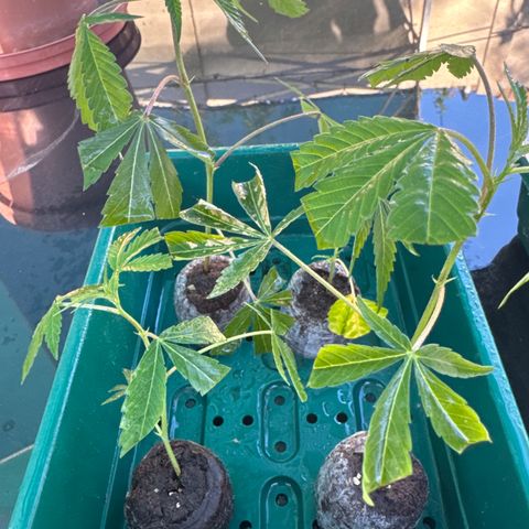 London Marker Clone #3 growlog timeline photo