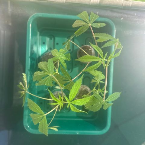 London Marker Clone #3 growlog timeline photo