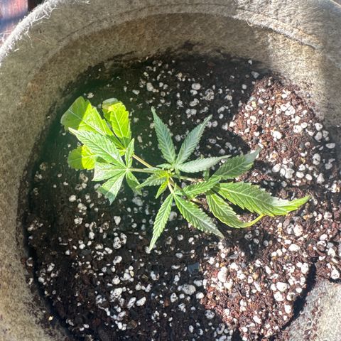 London Marker Clone #1 growlog timeline photo