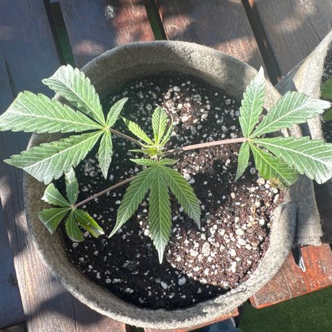 London Marker Clone #3 growlog timeline photo