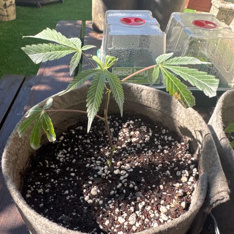 London Marker Clone #3 growlog timeline photo