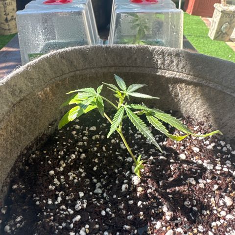 London Marker Clone #1 growlog timeline photo