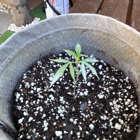 London Marker Clone #1 growlog timeline photo