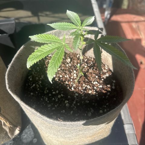 London Marker Clone #3 growlog timeline photo