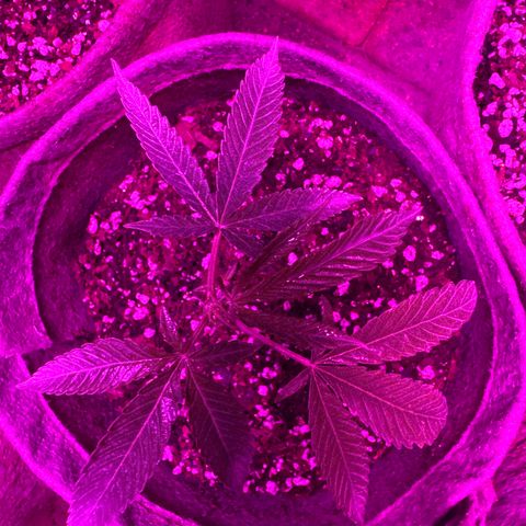 London Marker Clone #3 growlog timeline photo